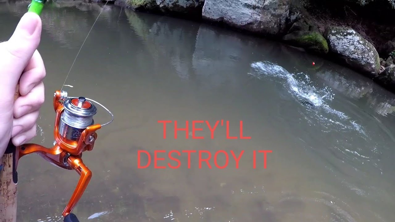 Trout magnet | Secrets revealed + TROPHY TROUT CATCH