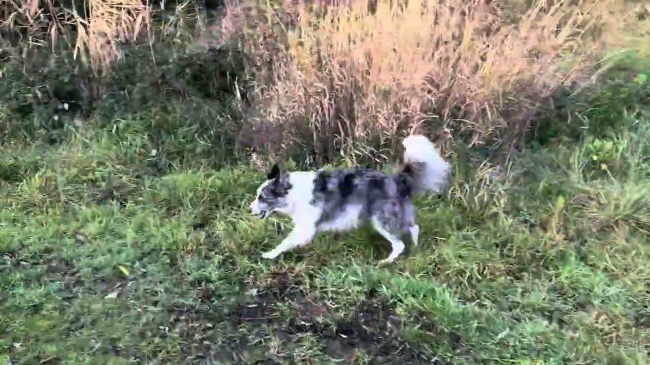 ASMR wandelen met de hond. Walking with my dog.