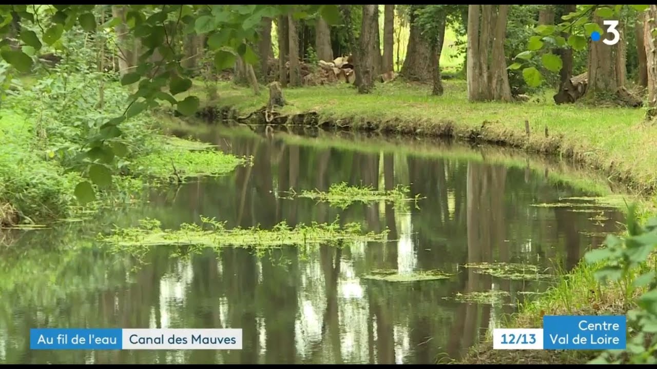 Un été au fil de l'eau : la rivière des Mauves - JT 19/20 France 3 Centre-Val de Loire