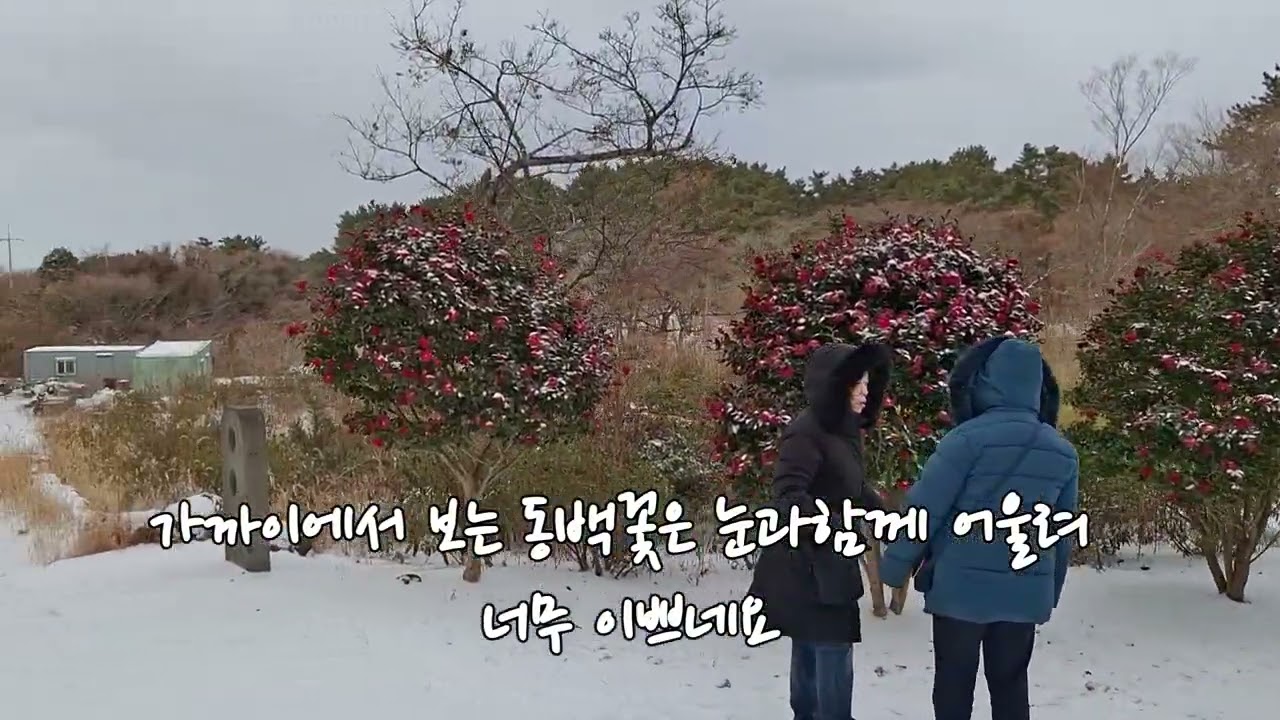 제주 이끼숲소길 찾아 동백꽃과 눈을 만났어요  #이끼숲소길