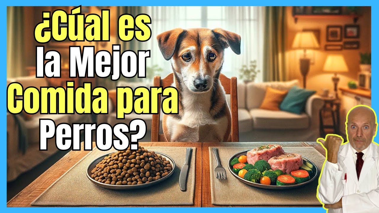🔴 ¿CUAL ES LA MEJOR COMIDA PARA PERROS? 🔴
