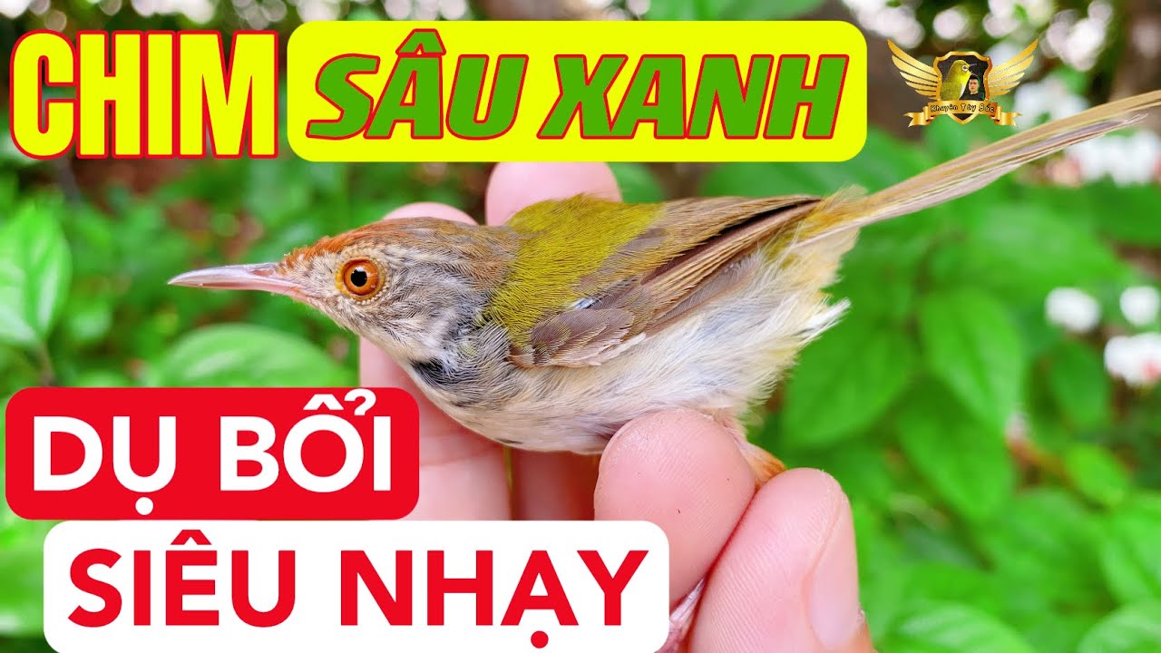 Tiếng Chim Sâu Xanh Mồi Cực Nhạy Bẫy Là Dính - File Chuẩn Cho Anh Em Bẫy Là Được Chim | KTB