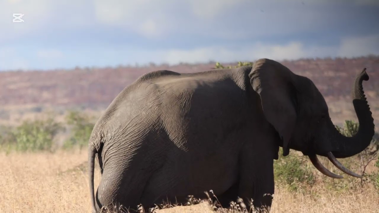 Giants of the Kruger!