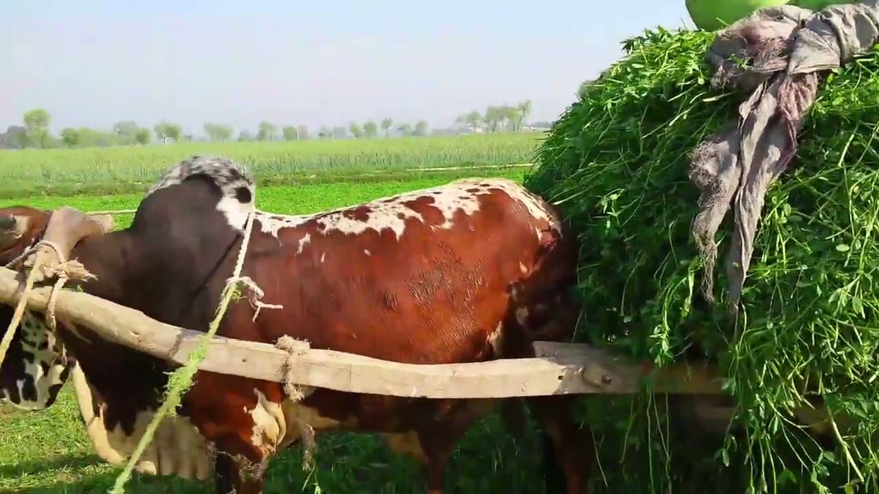 گرمی عروج پر آنے لگی ||  Gaon walon ki life 😀