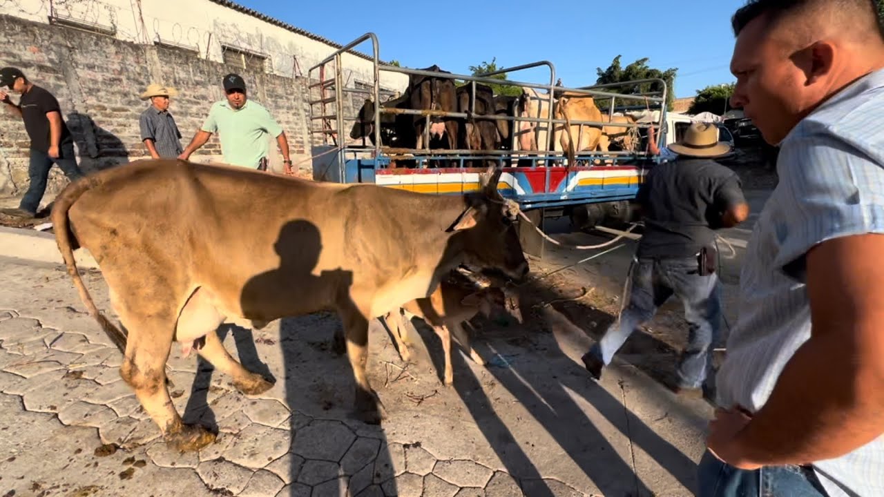 Tiangue san Rafael cedros,,mira llegar a las vacas lecheras