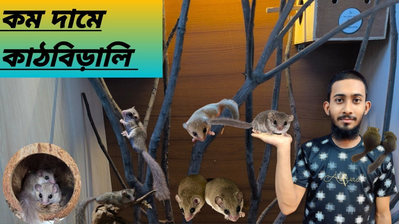 কম দামে কাঠবিড়ালি / micro Squirrels at low price 