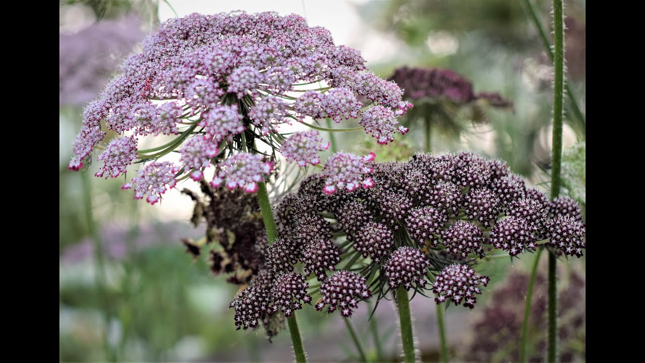 Grow-A-Long Wild Carrot (Daucus carota dara)