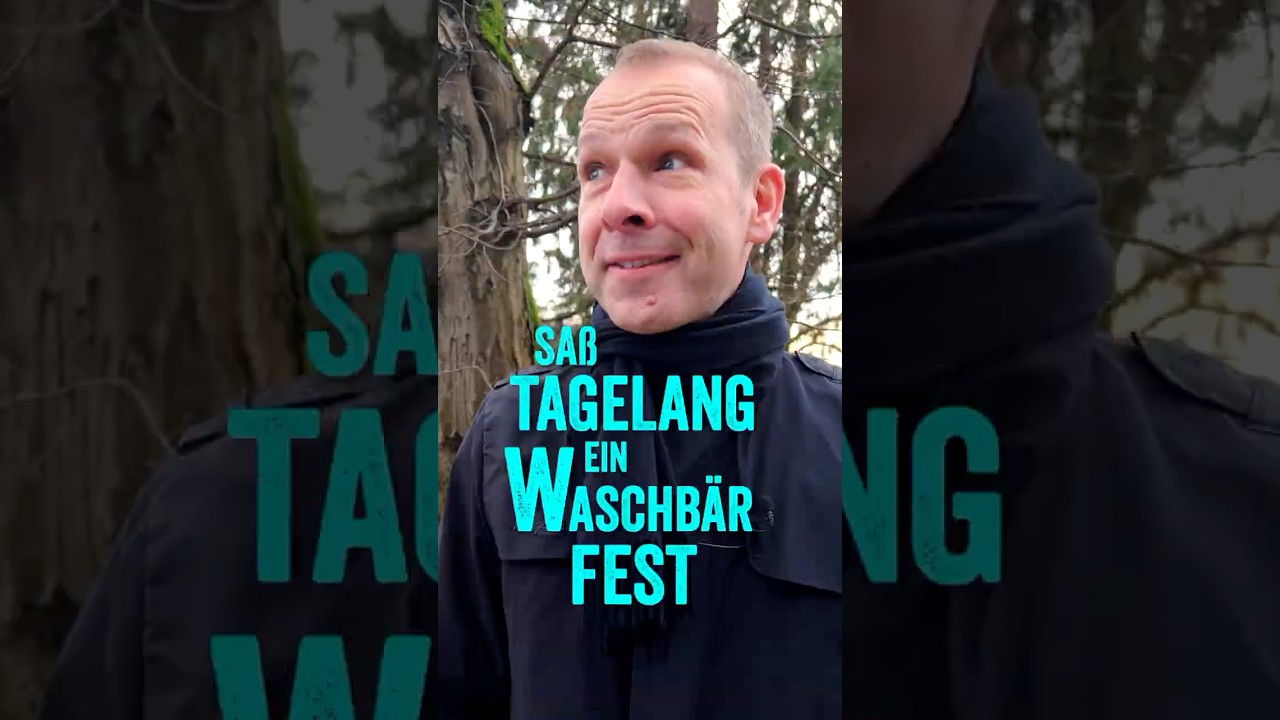 Waschbär aus Baum gerettet