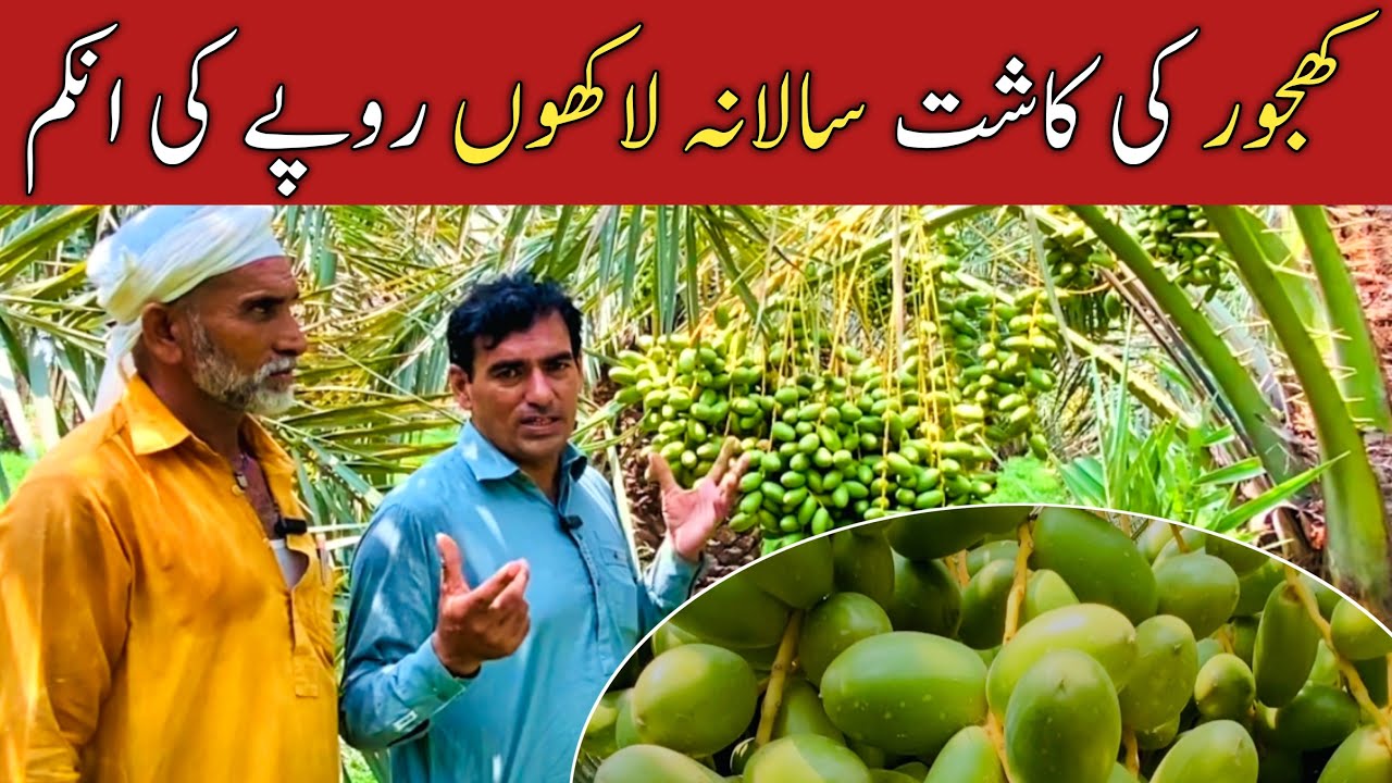 Visit Dates Farm In Pakistan | Khajoor Farming In Pakistan Interview | khajoor ka Bagh.