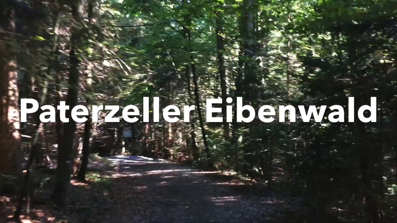 Im Paterzeller Eibenwald