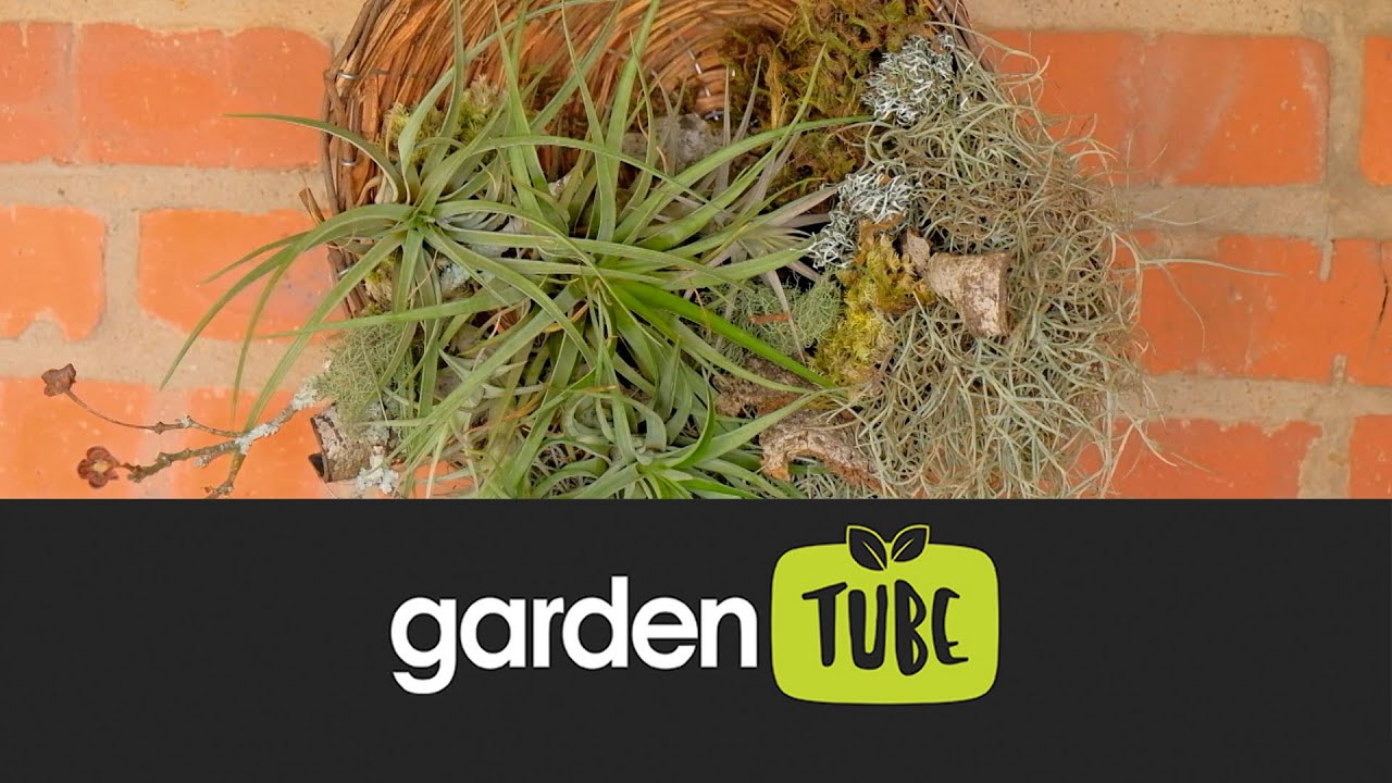 Combining air plants and hanging baskets