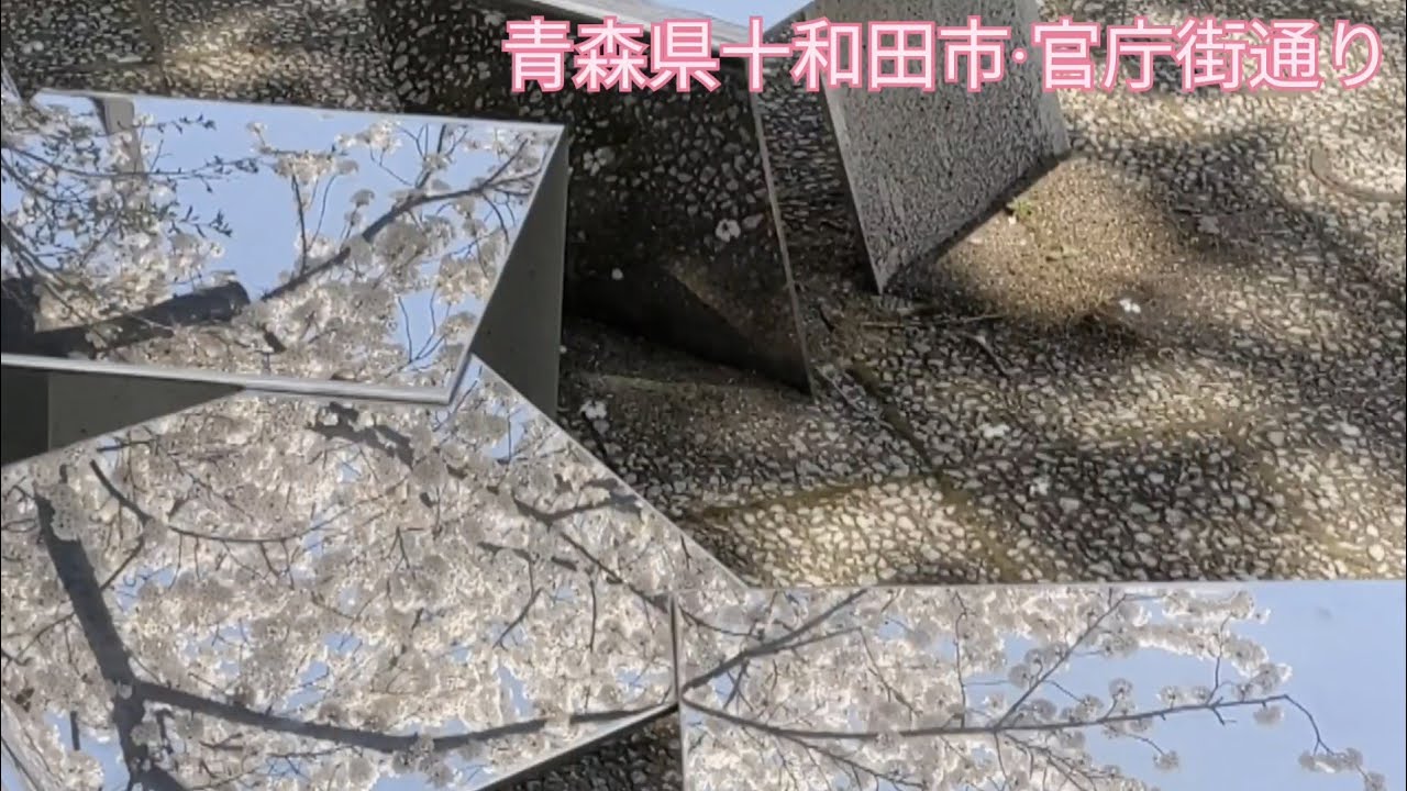 【青森県十和田市】桜の名所、官庁街通りをぶらり散策【日本の道百選】