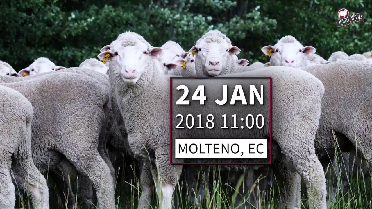 White Wools Dohne Merino Stud Production Auction 2018