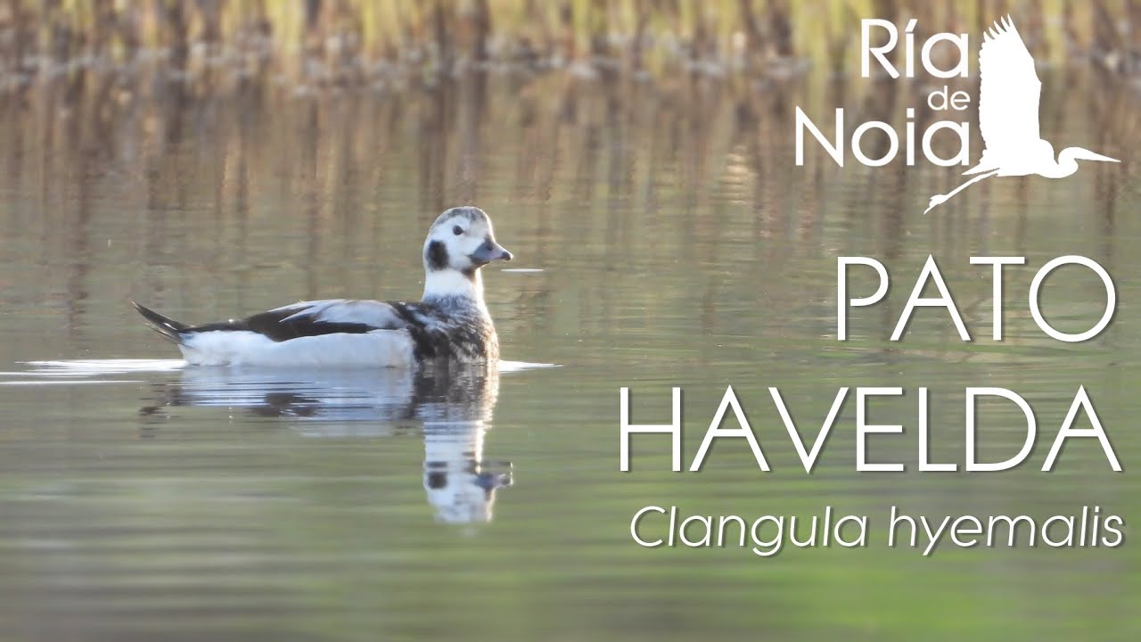 Pato Havelda (Clangula hyemalis) en la Lagoa de San Pedro de Muro (Porto do Son). Ría de Noia