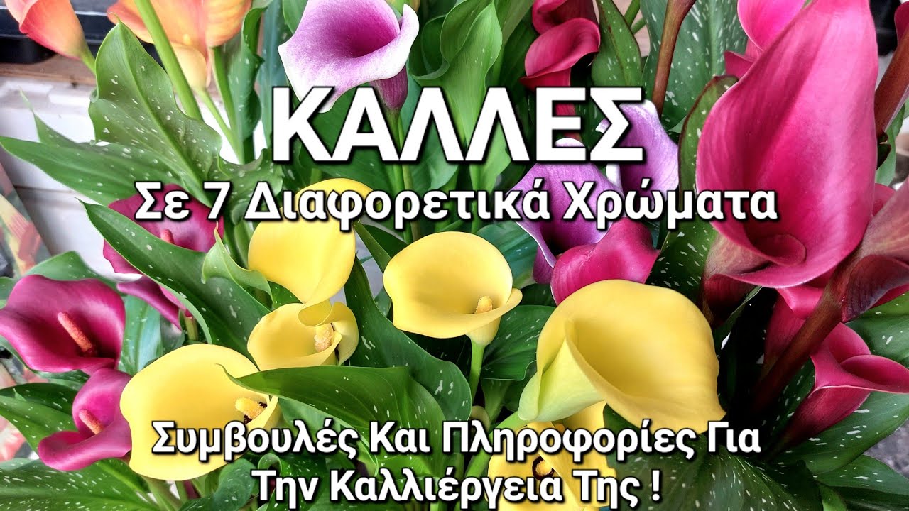 ΚΑΛΛΕΣ : Σε 7 Διαφορετικά Χρώματα | Συμβουλές Και Πληροφορίες Για Την Καλλιέργεια Της #κάλλες
