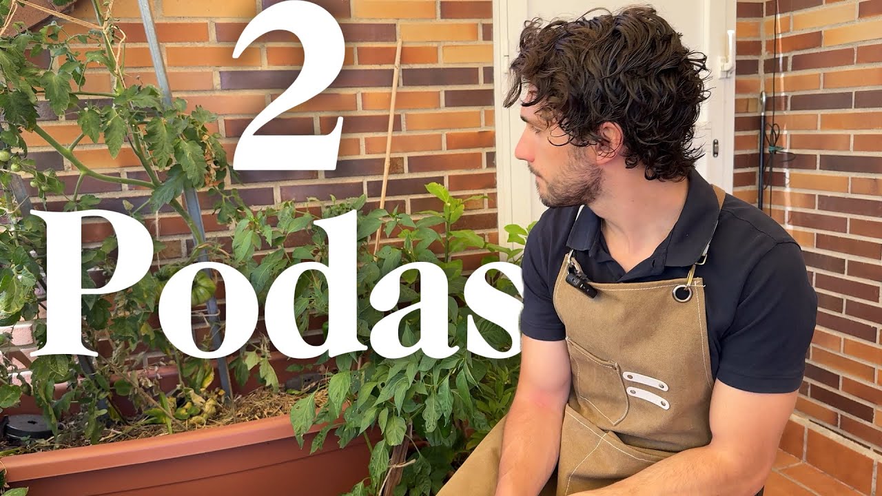 Cómo Podar Pimientos para tener MÁS Fruto | Terraza y jardín