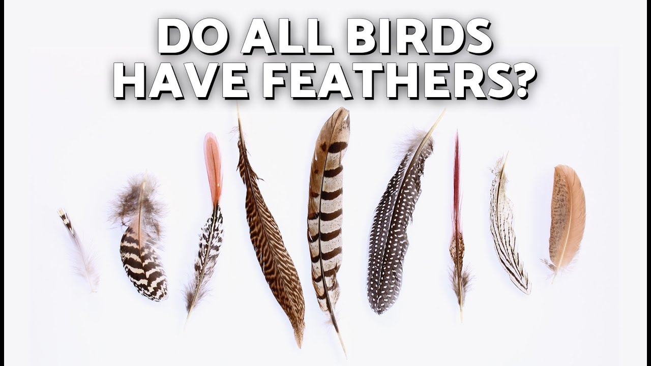 Types of BIRD FEATHERS 🪶🐦 How Birds Use Feathers to Fly