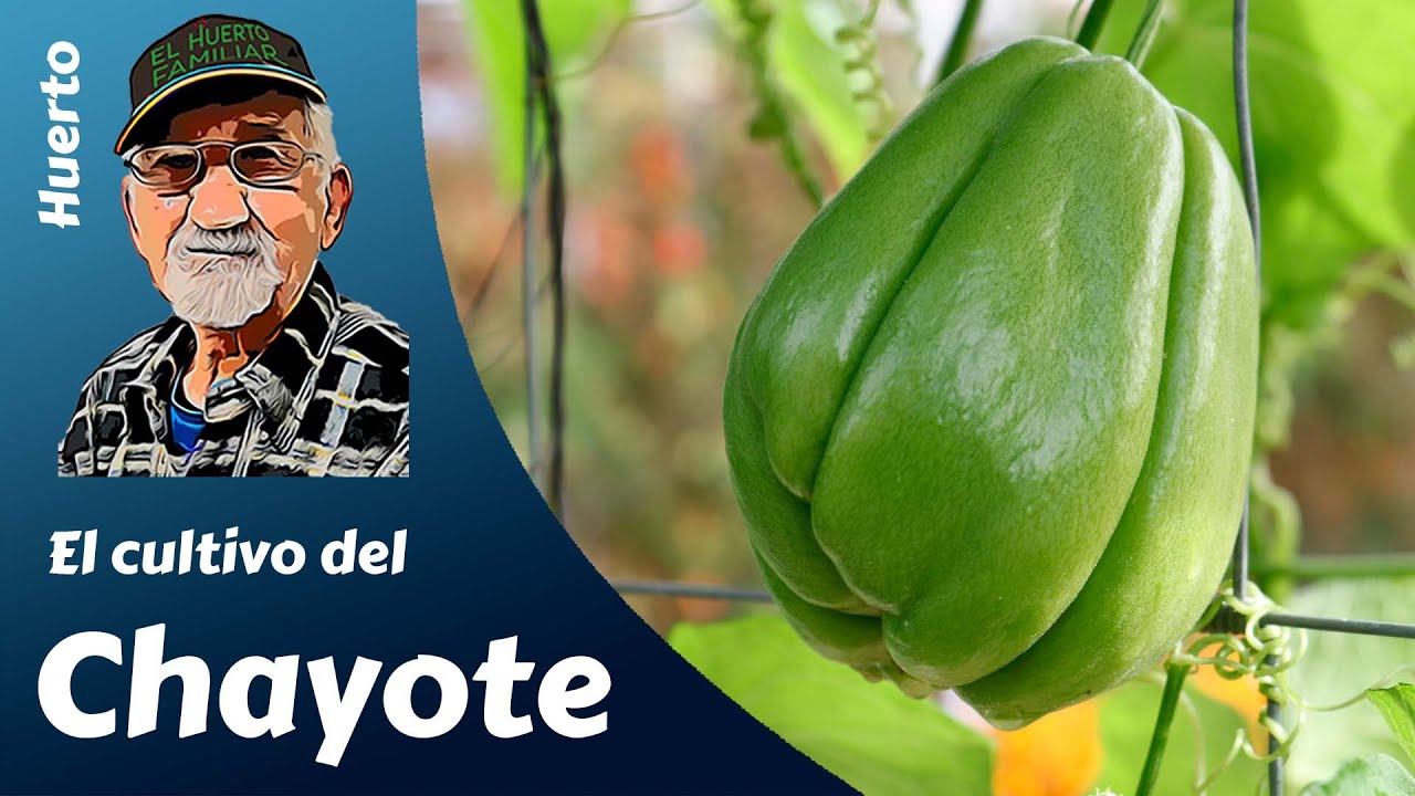 El cultivo completo del CHAYOTE