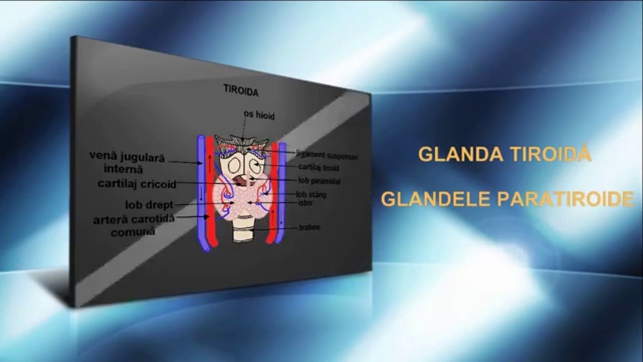 Lecția 15: Glanda tiroidă și glandele paratiroide