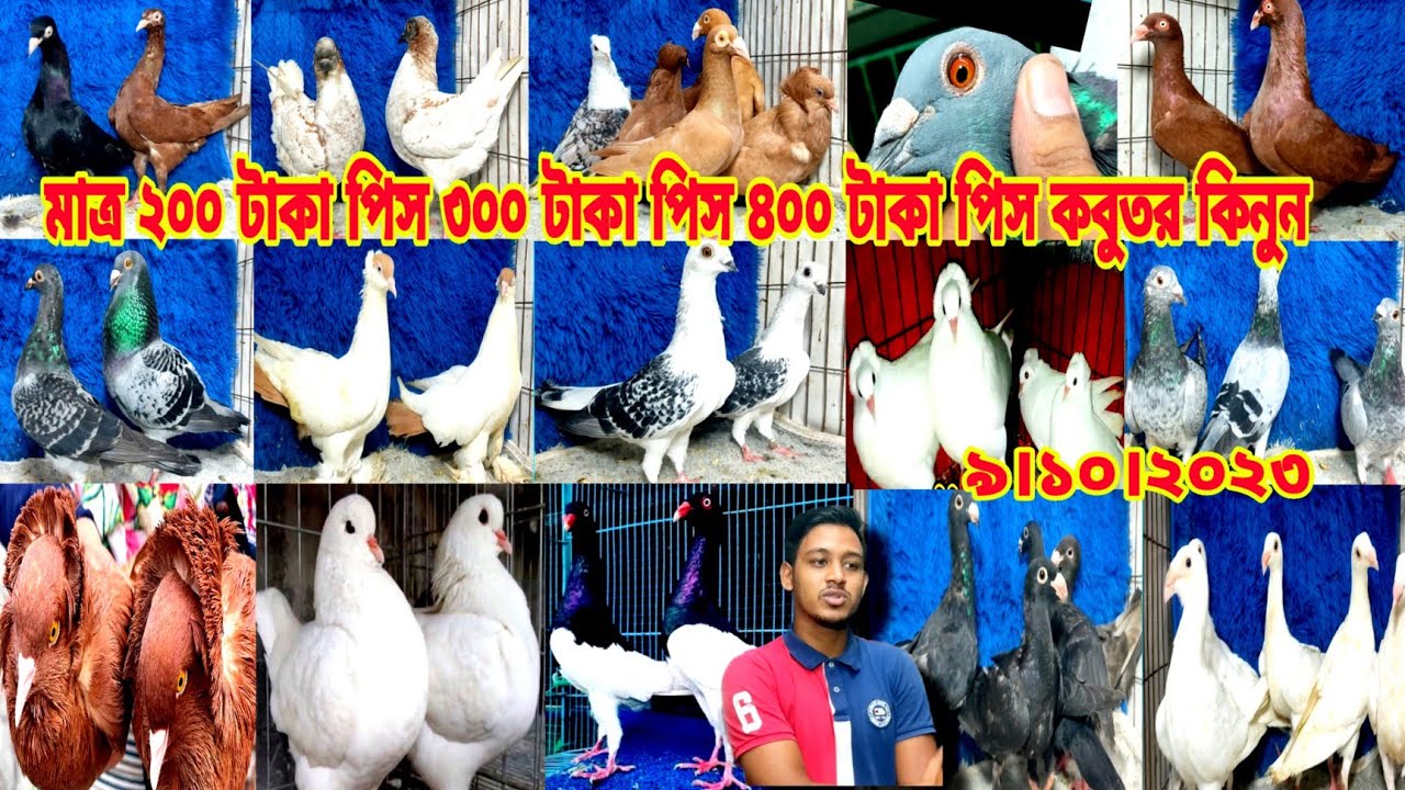 মাত্র ২০০ টাকা পিস ৩০০ টাকা পিস ৪০০ টাকা পিস কবুতর কিনুন || মাগনা দামি কবুতর কিনুন