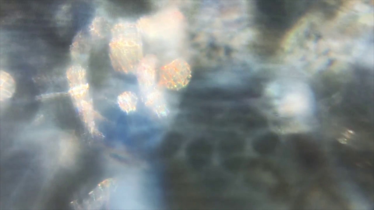 ŠećeЯ - U snovima