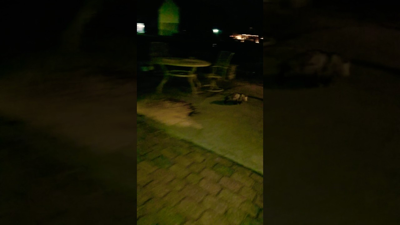 "Nocturnal Marsupial"