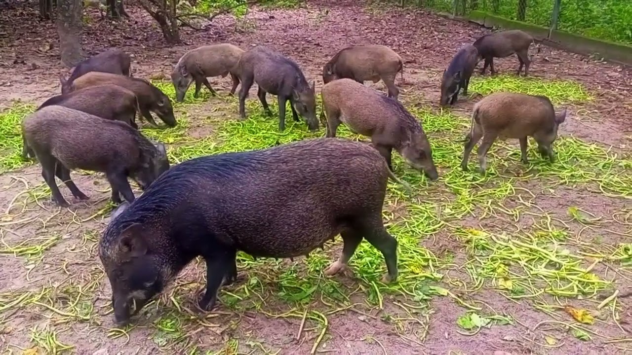 Many wild boars are feeding