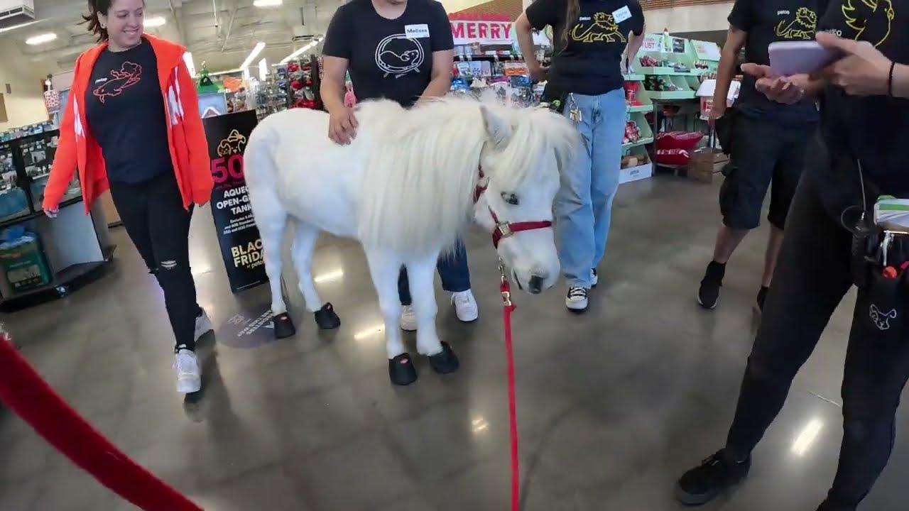 Lt. Rowdy Mini Horse Visiting Porter Ranch Walmart Strip Mall / Petco (2)
