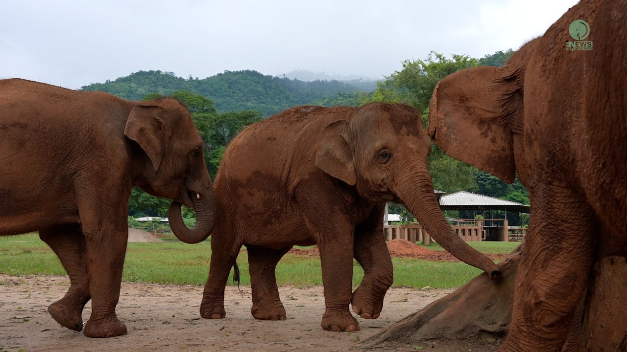 Elephant Invite Friend To Be Part Of Their Fellowship Again - ElephantNews