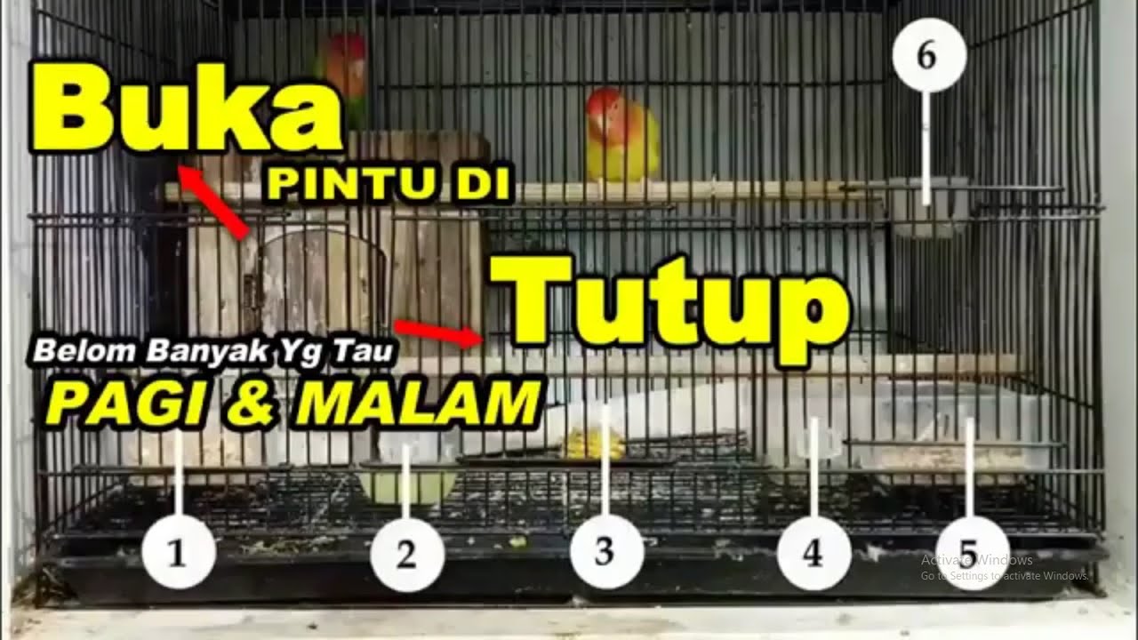 KONSLET CARA MEMBUAT LOVEBIRD JANTAN JEDA RAPET CUEK dan MENINGKATKAN BIRAHI DAN EMOSI LOVEBIRD
