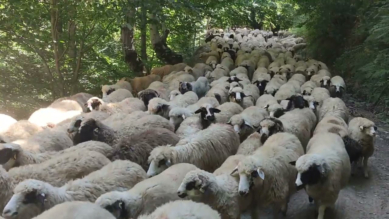 BOGALİ YAYLASI VEDA VAKDİ YAYLA YOLCULUĞU