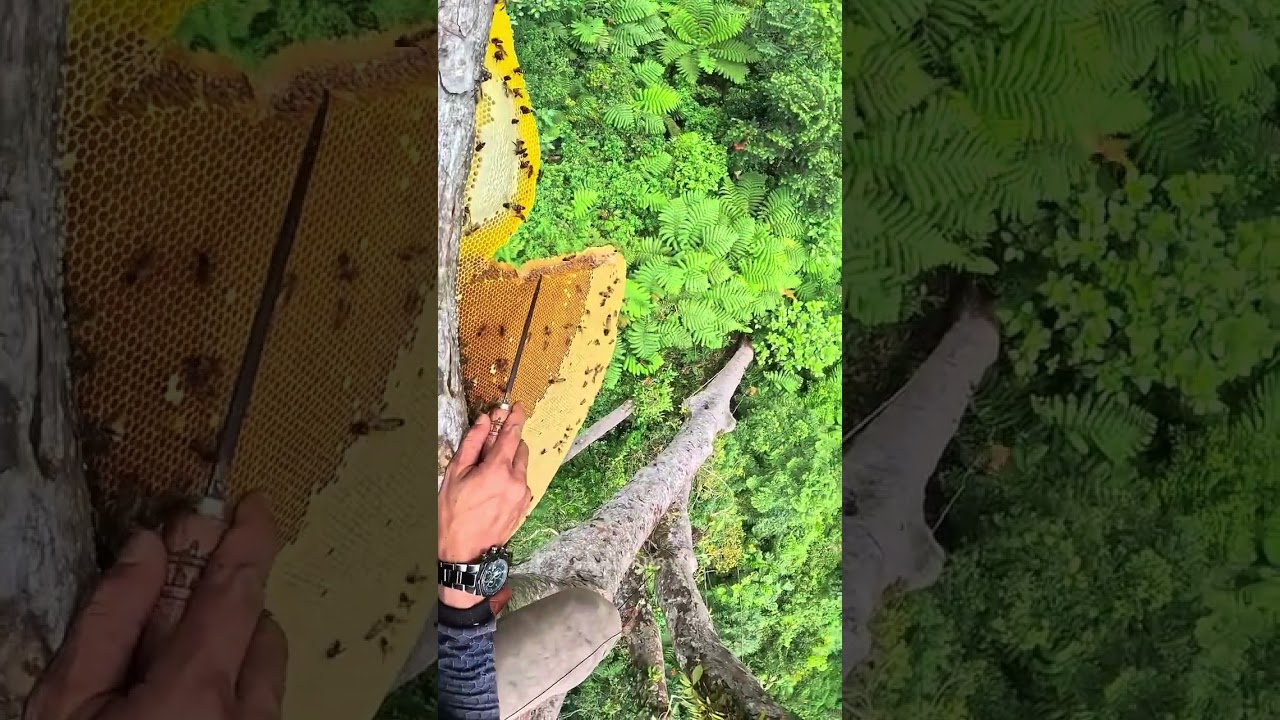 Extreme honey harvesting!#top #trending #foryou #vlog #reelschallenge #natural