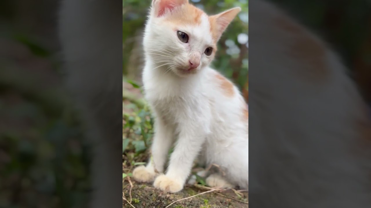 Cat emotional video 🥺 #cute cat looking sad #shorts