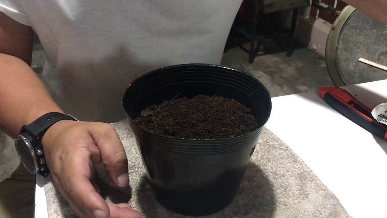 How to Plant Peruvian Apple Cactus Cuttings | V0009