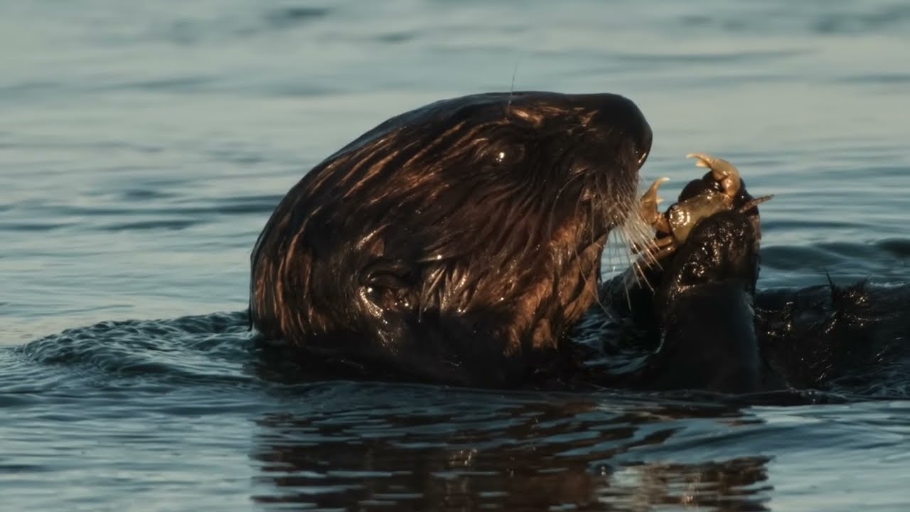 Wildlife Photos/Video from the Monterey Peninsula -  January Is officially a wrap !