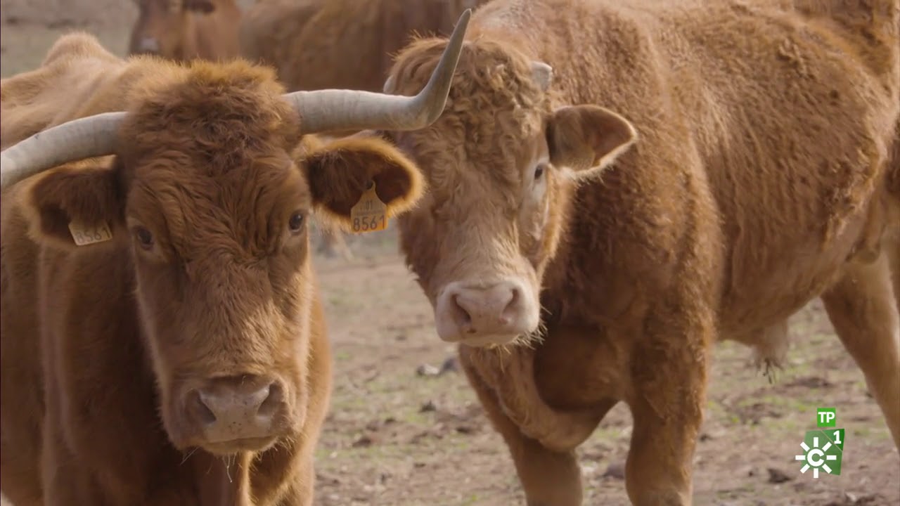 Campechanos | Una almazara m&oacute;vil, ganader&iacute;a de becerros y los huertos ecol&oacute;gicos