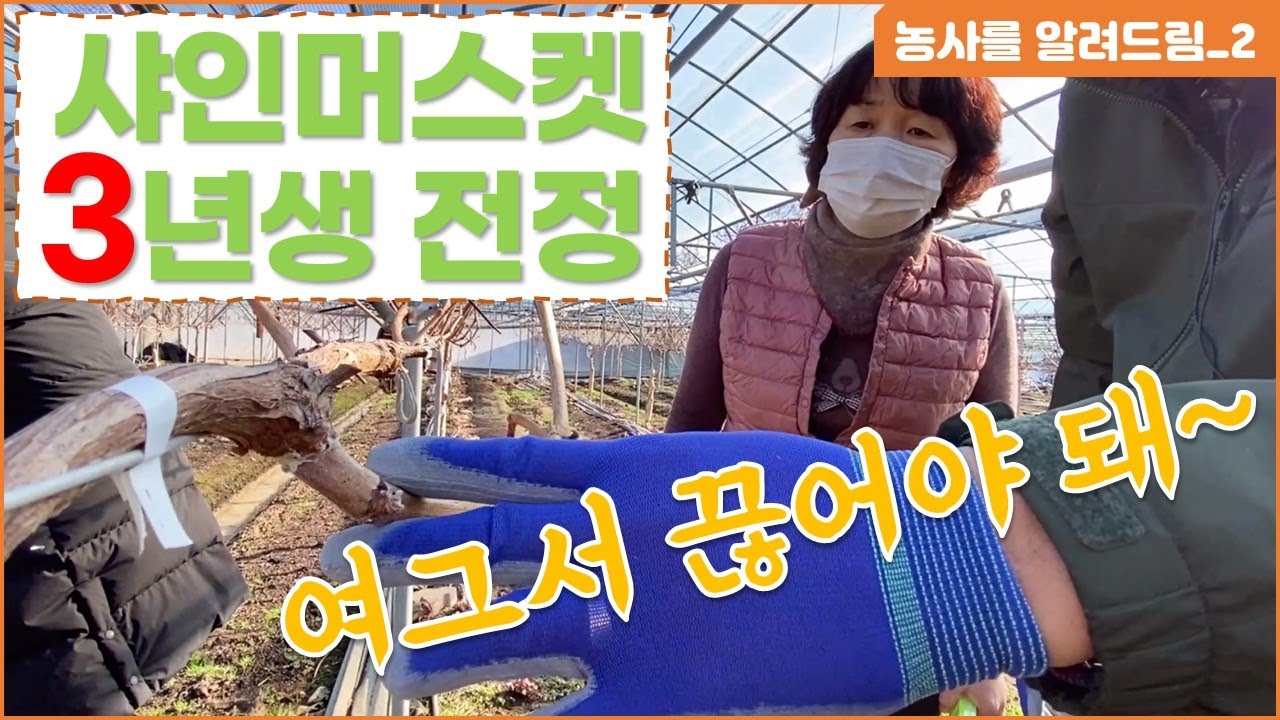 샤인머스켓 3년생 전정방법 아상처리
