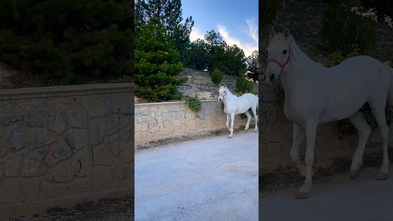 #atlar