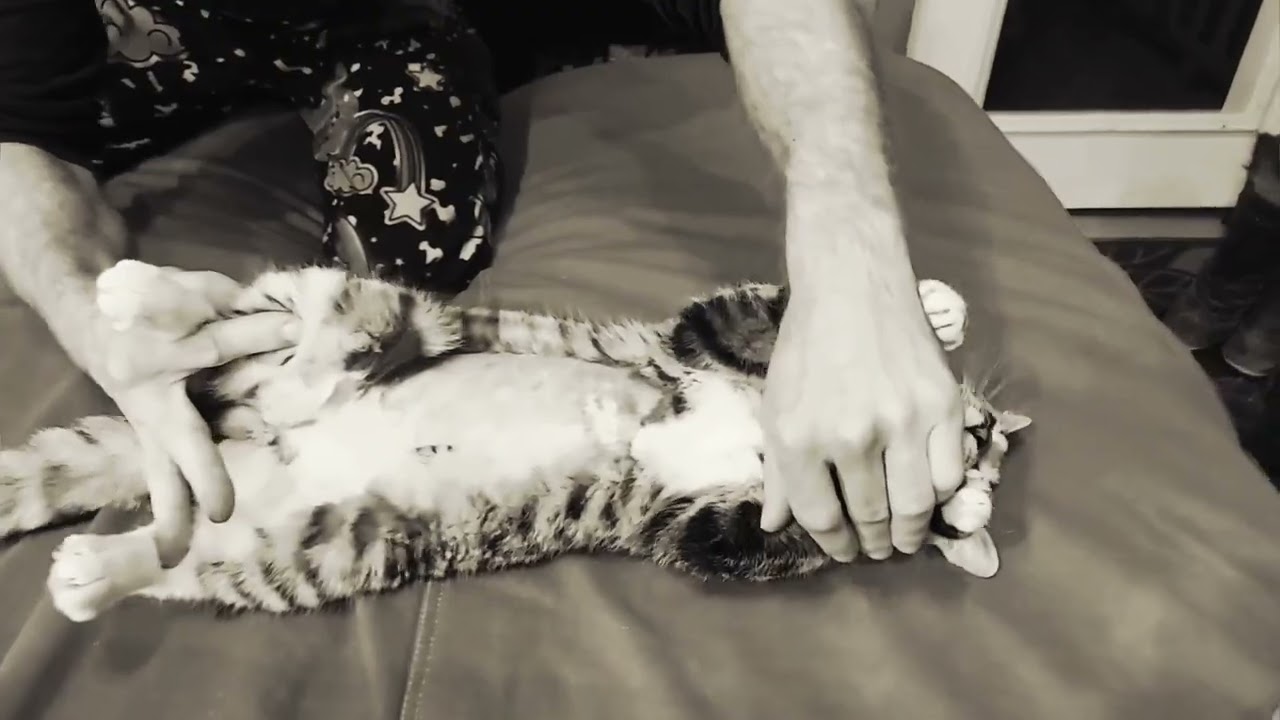 Cat gets a raspberry on bare belly
