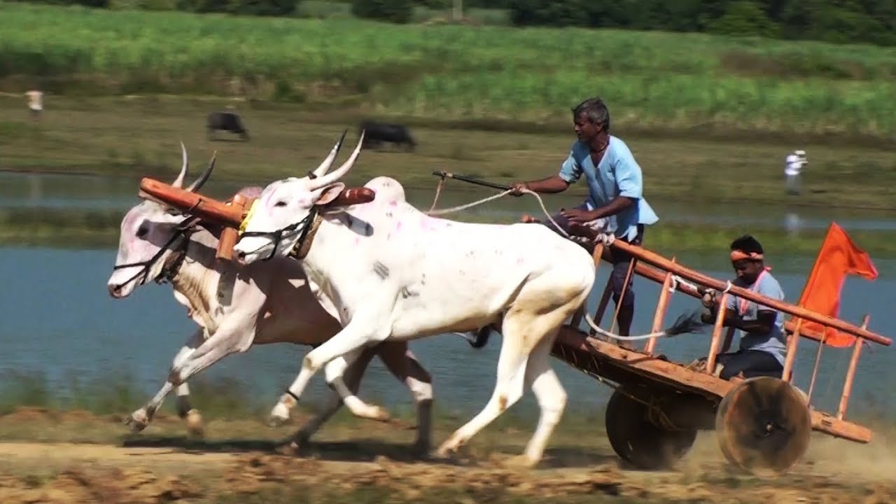 Khillari bull and ox pair running at Tergaon race