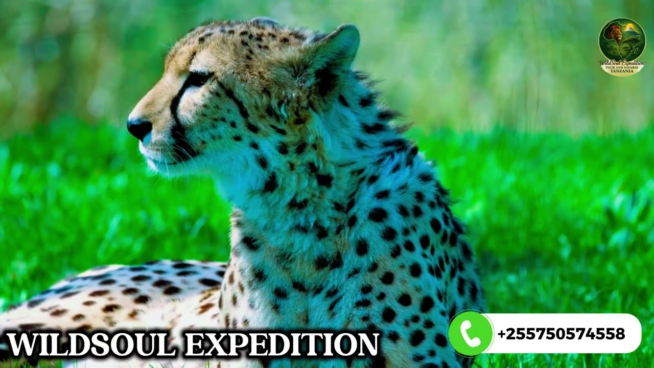Ngorongoro & Serengeti 4K: The Heart of Africa&rsquo;s Wild | Full Safari Documentary