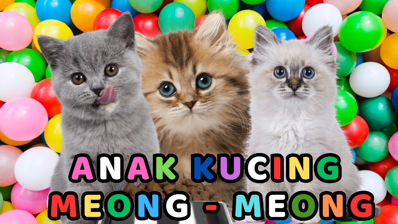 kucing gemas - KUCING PERSIA PUTIH KUCING PERSIA LUCU 
