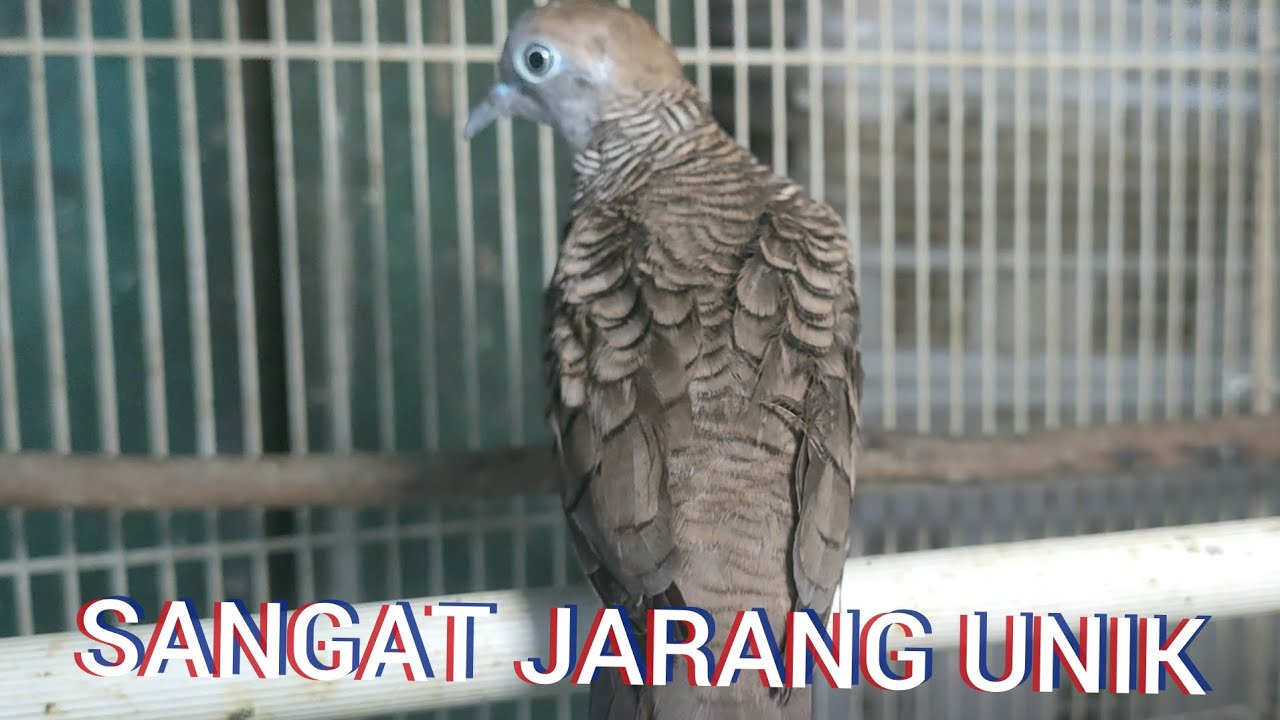 PERKUTUT LOKAL SEPERTI INI SANGAT UNIK 