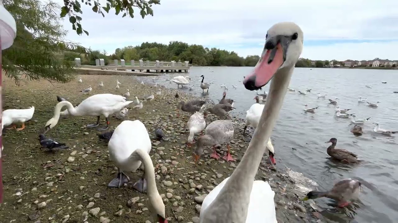 RARE CAYUGA DUCK FOUND!! Hand Feeding Swans, Ducks and Geese! (CUTE!)