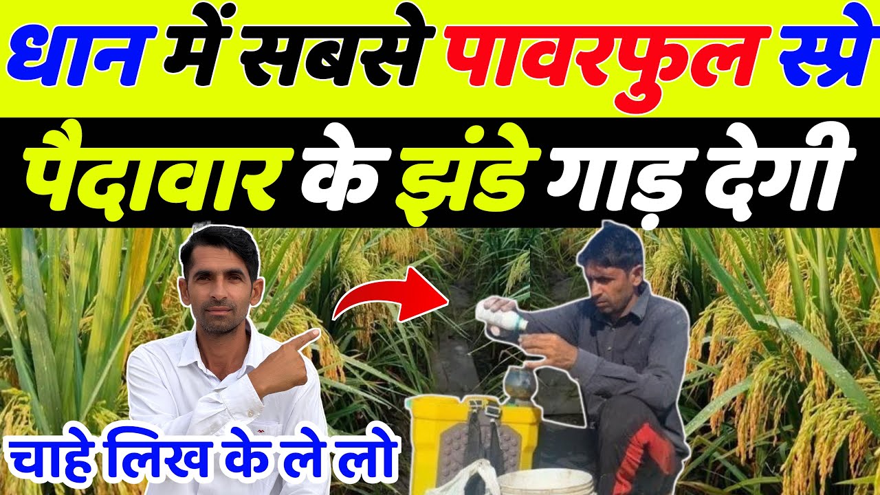 धान 🌾 में बालियों के समय सबसे पावरफुल स्प्रे | Dhan me bali nikalte samay kya dale | Dhan ki kheti