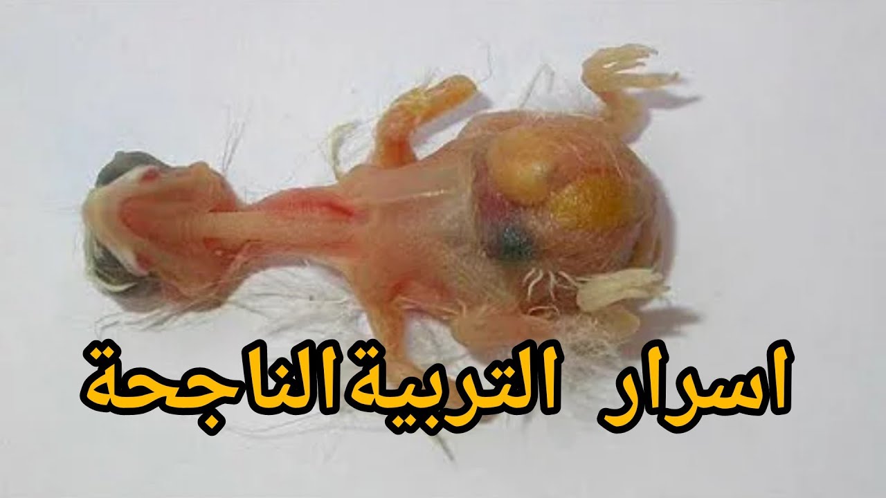 السر في عدم ظهور النقطة السوداء طيلة  موسم الانتاج الحمد لله