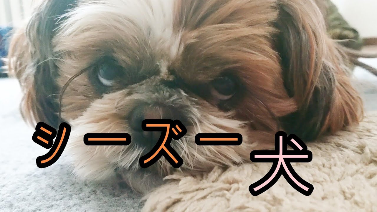 ただいま、おかえり、ねるよ🐶シーズー犬のｵﾚはな、ちろ