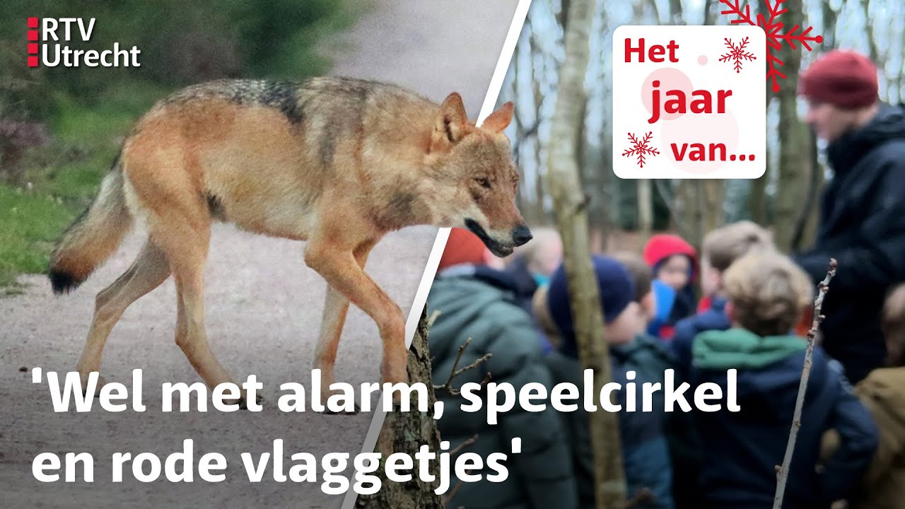 Bso durft de natuur weer in na wolfincident met meisje (5):  'Impact is groot geweest' | RTV Utrecht