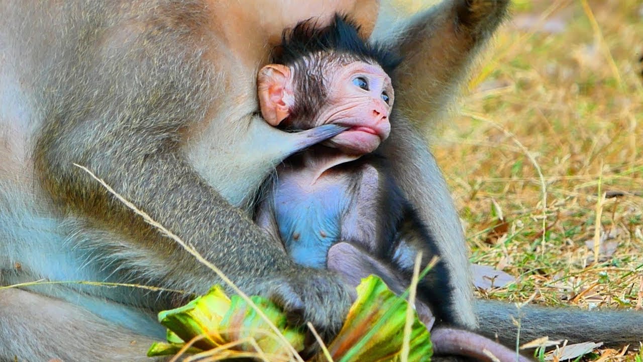 Primate monkey.../Young baby has strange technique to drink milk.../   Superb life baby.../Nice clip
