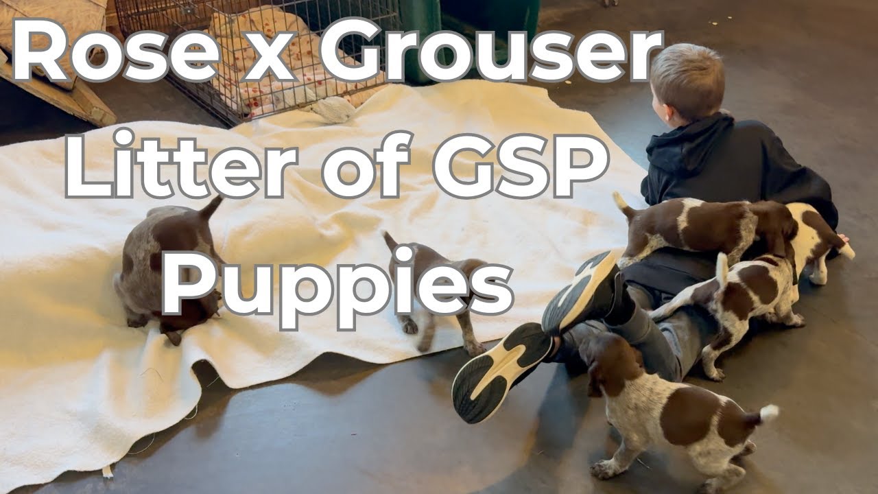 GSP Puppies - Rose x Grouser Litter Born 2/22/25